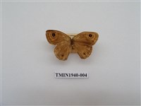 藏品(江崎波眼蝶)的圖片